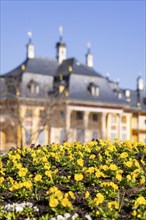 Pillnitz Palace Park. Pleasure garden first season planting with pansies