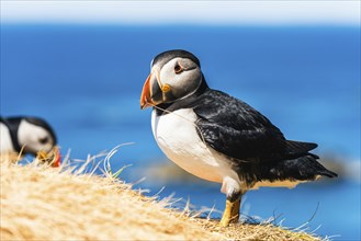 Atlantic Puffin (Fratercula arctica) in habitat