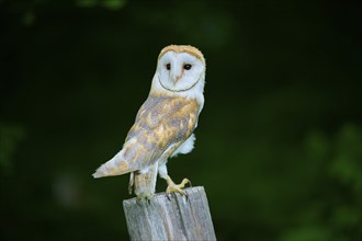 Common barn owl (Tyto alba), sitting on wooden pole, Bohemian Forest, Czech Republic, Europe