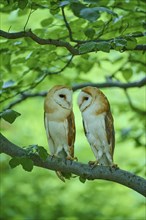 Common barn owl (Tyto alba), two birds sitting in a tree, Bohemian Forest, Czech Republic, Europe