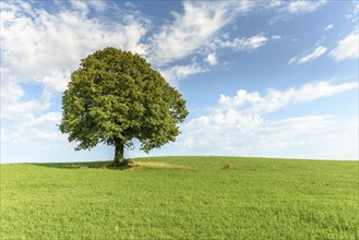 Lone tree on a hill in the French countryside. Jura, Lons-le-Saunier, Burgundy-Franche-Comte,