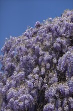 Flowering blue vine (Wisteria), Baden-Württemberg. Germany