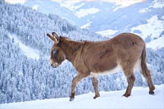 Domestic donkey (Equus asinus asinus) on a snowy meadow in the mountains in tirol, Kitzbühel,