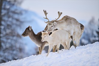 European fallow deer (Dama dama) buck and dow pairing on a snowy meadow in the mountains in tirol,