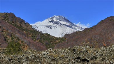 Grey lava rubble, reddish brown trees, blue sky, snow-capped peaks, Etna, volcano, Eastern Sicily,