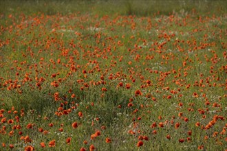 Poppy flowers (Papaver rhoeas), Münsterland, North Rhine-Westphalia, Germany, Europe