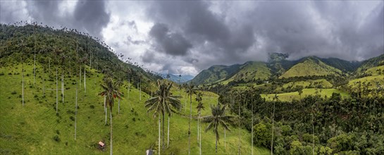 Wax palms largest palms in the world, Cocora valley, Unesco site coffee cultural landscape,