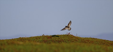 Ruddy turnstone (Arenaria interpres), in flight, with spread wings, back visible, Varanger,