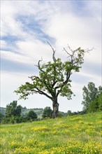 Old cherry tree on summer meadow, Baden-Württemberg, Germany, Europe