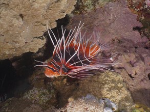 Ray firefish (Pterois radiata), Elphinstone Reef dive site, Egypt, Red Sea, Africa