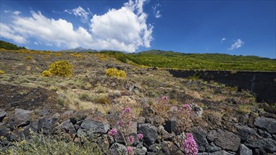 Lava rocks, yellow and purple flowers, Etna, volcano, Eastern Sicily, Sicily, Italy, Europe