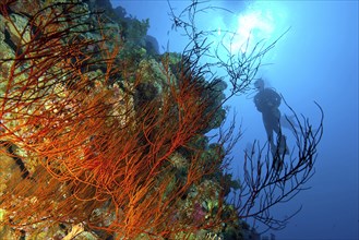 Gegelichtaufnahme von Schwarze Korallen (Antipathes dichotoma) an Steteilwand Drop Off von