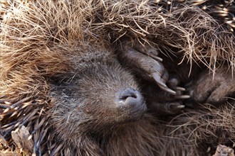 European hedgehog (Erinaceus europaeus) awakes from hibernation, Strohauser Plate, LK Wesermarsch,