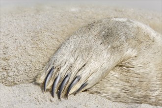 Common seal (Phoca vitulina), found dead on the beach, detail of the fin of a dead seal, Lower