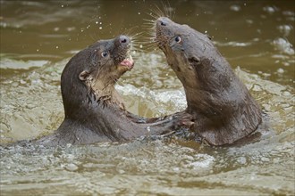 European otter (Lutra lutra), two animals fighting in the water, captive, Germany, Europe