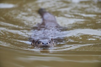 European otter (Lutra lutra), swimming in water, captive, Germany, Europe