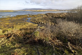 Beautiful landscape and vegetation on the Isle of Skye