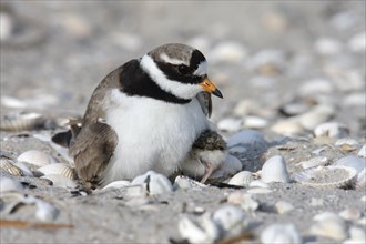 Little Ringed Plover (Charadrius hiaticula), adult bird on the clutch of eggs, Lower Saxony Wadden