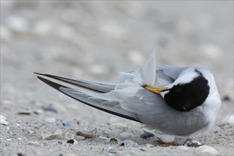 Little Tern (Sternula albifrons), grooming its feathers on the beach, Lower Saxony Wadden Sea