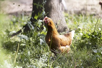 Huhn auf einem Feld 12.07.2023