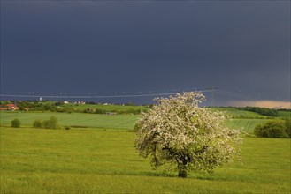 Flowering fruit tree in a field near Moritzburg