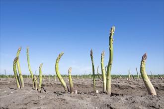 Green asparagus (Asparagus) growing in an asparagus field, Lower Saxony, Germany, Europe