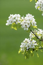 European pear (Pyrus communis), branch with flowers and leaves, Thuringia, Germany, Europe