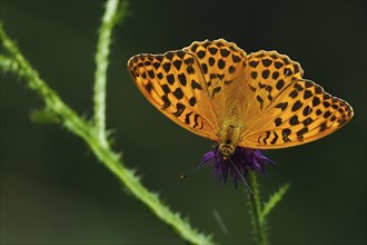 Silver-washed fritillary (Argynnis paphia), male, on flower of creeping thistle (Cirsium arvense),