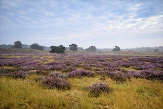 Wide landscape with flowering heather and single trees, Westruper Heide, Haltern, North