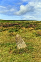 Menhir in a field, moorland, Men an Tol, Penzance, Cornwall, England, Great Britain