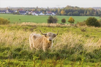 Scottish Highland Cattle on the recultivated areas at Lake Brockwitz