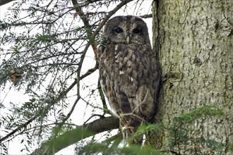 Tawny Owl (Strix aluco), sitting on branch, looking forward, Upper Bavaria, Bavaria, Germany,