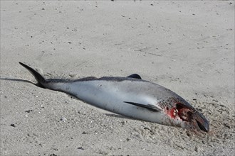 Harbour porpoise (Phocoena phocoena), found dead on the beach, hit on the head by a ship's