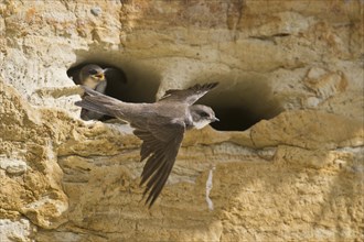 Sand martins (Riparia riparia), Emsland, Lower Saxony, Germany, Europe