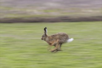 Motion blurred European brown hare (Lepus europaeus) running, fleeing through meadow, grassland in