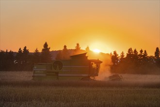 ABK Agrarbetriebsgesellschaft mbH Kriepitz, rape harvest with a Deutz -FAHR 5690 HTS combine