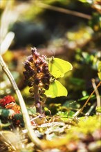 Lemon Butterfly on Purple Summerwort in the Polenz Valley