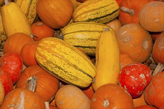 Pumpkins (Cucurbita) (Cucurbitaceae) are a genus of plants in the gourds . Five species are