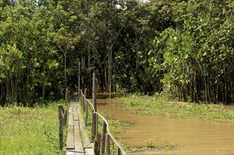 Boardwalk in the flooded forest along the Amazon River, Amazonia State, Brazil, South America