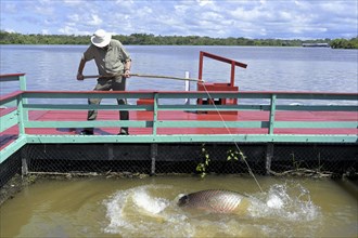 Man fishing an (Arapaima gigas) fish or giant pirarucu fish from a pier, Manaus, Amazonia State,