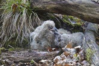 Eurasian eagle-owl (Bubo bubo), European eagle-owl two chicks in nest on the ground under fallen