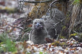 Eurasian eagle-owl (Bubo bubo), European eagle-owl chick swallowing dead rat in nest on the ground