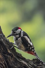 Great spotted woodpecker (Dendrocopos major), greater spotted woodpecker male hammering on tree