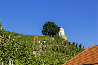 Wackerbarth Castle or Wackerbarths Ruh is a Baroque castle surrounded by vineyards in the