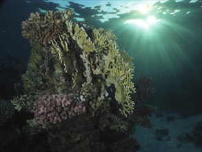 Mesh fire coral, net fire coral (Millepora dichotoma) in evening light, sun rays, dive site house