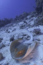 Bluespotted ribbontail ray (Taeniura lymma), Fury Shoals reef dive site, Red Sea, Egypt, Africa