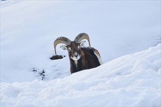 European mouflon (Ovis aries musimon) ram on a snowy meadow in the mountains in tirol, Kitzbühel,