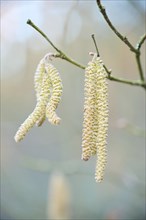 Common hazel (Corylus avellana) mal catkins, detail, Upper Palatinate, Bavaria, Germany, Europe