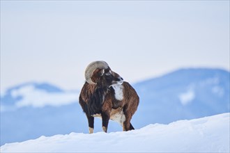 European mouflon (Ovis aries musimon) ram on a snowy meadow in the mountains in tirol, Kitzbühel,