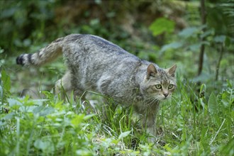 European wildcat (Felis silvestris) walking through its territory, captive, Germany, Europe